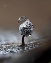 Attēlu rezultāti vaicājumam “Didymium nigripes”