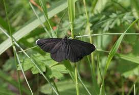 Attēlu rezultāti vaicājumam “Odezia atrata”