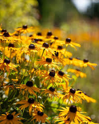 Attēlu rezultāti vaicājumam “Rudbeckia hirta var. hirta”
