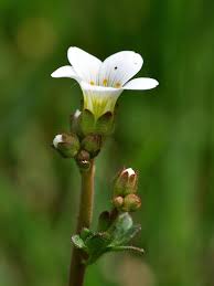 Attēlu rezultāti vaicājumam “Saxifraga tridactylites flower”