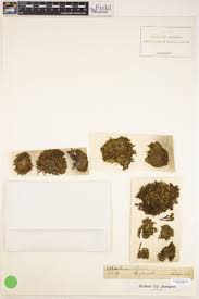 Attēlu rezultāti vaicājumam “Orthotrichum affine var. affine sporophyte”