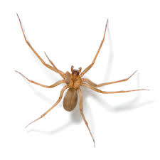 Image result for spider
