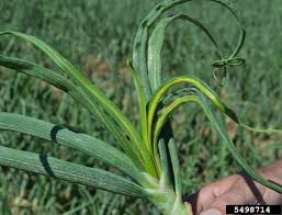 Attēlu rezultāti vaicājumam “Allium cepa”