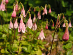 Attēlu rezultāti vaicājumam “Linnaea borealis flower”