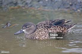 Image result for Anas discors