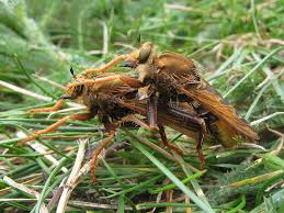 Attēlu rezultāti vaicājumam “Asilus crabroniformis”