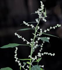 Image result for Chenopodium album