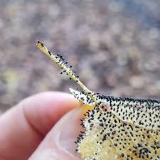 Attēlu rezultāti vaicājumam “Diachea subsessilis young”