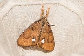 Attēlu rezultāti vaicājumam “Orgyia antiqua imago”