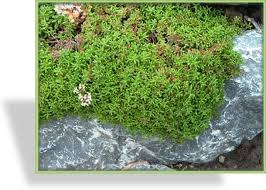 Image result for Mauerpfeffer