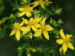 Image result for Hypericum perforatum