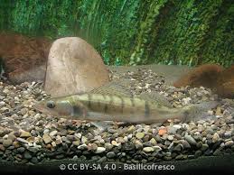 Image result for Sander canadensis