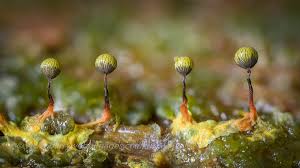 Attēlu rezultāti vaicājumam “Cribraria aurantiaca spores”