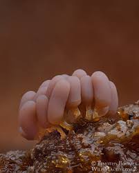 Attēlu rezultāti vaicājumam “Arcyria affinis macro”