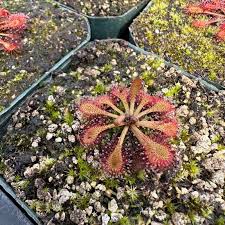 Image result for Drosera