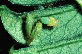 Attēlu rezultāti vaicājumam “Trioza dispar nymph”