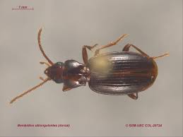 Attēlu rezultāti vaicājumam “Bembidion litorale”