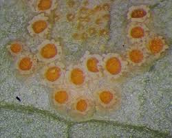 Attēlu rezultāti vaicājumam “Puccinia sessilis”
