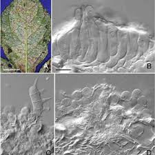 Attēlu rezultāti vaicājumam “Ochropsora ariae”