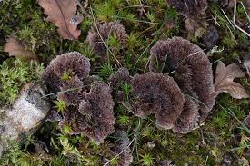 Attēlu rezultāti vaicājumam “Thelephora terrestris”