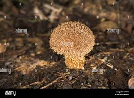 Attēlu rezultāti vaicājumam “Lycoperdon echinatum”