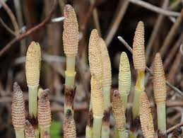 Attēlu rezultāti vaicājumam “Equisetum telmateia”