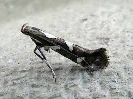 Attēlu rezultāti vaicājumam “Calybites phasianipennella”