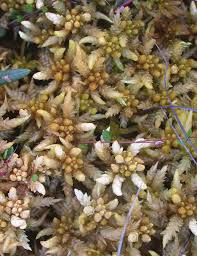 Attēlu rezultāti vaicājumam “Sphagnum papillosum”