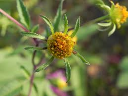 Attēlu rezultāti vaicājumam “Bidens frondosa flower”