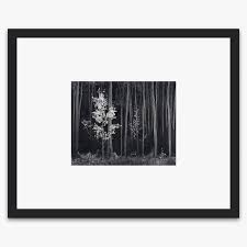 Image result for Ansel Adams Aspens New Mexico