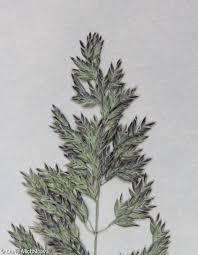 Attēlu rezultāti vaicājumam “Poa angustifolia”