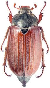 Attēlu rezultāti vaicājumam “Melolontha melolontha”