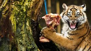Afbeeldingsresultaat voor tijgers