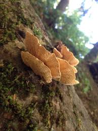 Attēlu rezultāti vaicājumam “Pycnoporellus fulgens”