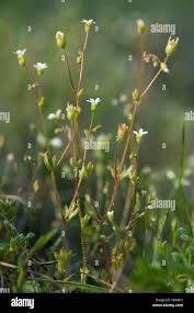 Attēlu rezultāti vaicājumam “Saxifraga tridactylites flower”