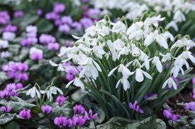 Attēlu rezultāti vaicājumam “Galanthus nivalis fruit”