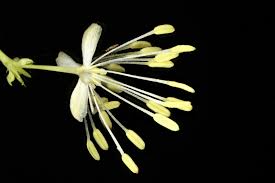 Attēlu rezultāti vaicājumam “Thalictrum lucidum flower”