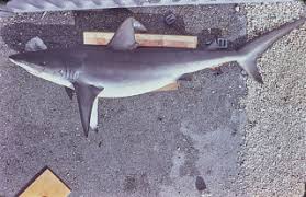 Image result for Carcharhinus galapagensis