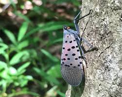 Attēlu rezultāti vaicājumam “Lycogala persicum macro”
