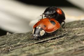 Attēlu rezultāti vaicājumam “Adalia bipunctata”