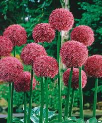 Image result for Zierlauch