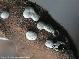 Attēlu rezultāti vaicājumam “Didymium difforme spores”