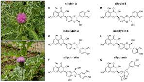 Image result for Silybum marianum