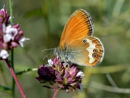 Attēlu rezultāti vaicājumam “Coenonympha arcania”