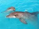 WWF - Indus River Dolphin - Bleak outlook for this river dweller