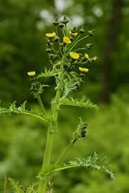 Attēlu rezultāti vaicājumam “Sonchus asper”