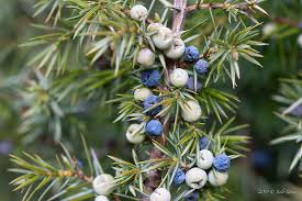 Attēlu rezultāti vaicājumam “Juniperus communis fruit”