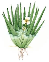 Attēlu rezultāti vaicājumam “Stratiotes aloides flower”