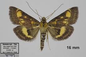 Attēlu rezultāti vaicājumam “Pyrausta aurata”