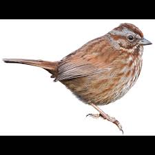 Image result for Melospiza melodia